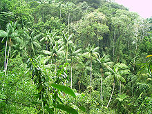 vegetation Victoria